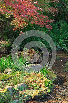 Autumn foliage in the Sankeien Garden, Yokohama, Kanagawa, Japan