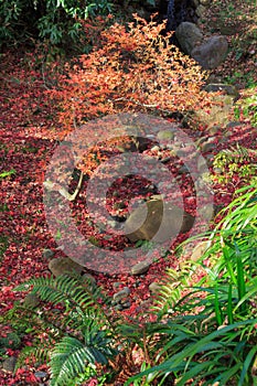 Autumn foliage in the Sankeien Garden, Yokohama, Kanagawa, Japan