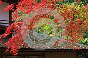 Autumn foliage in the Sankeien Garden, Yokohama, Kanagawa, Japan