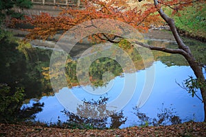 Autumn foliage in the Sankeien Garden, Yokohama, Kanagawa, Japan