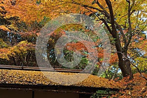 Autumn foliage in the Sankeien Garden, Yokohama, Kanagawa, Japan