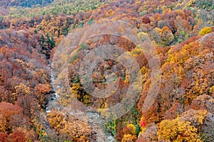 Autumn foliage scenery. Aerial view of valley and stream in fall season.