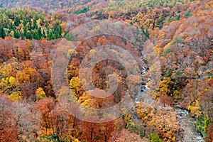 Autumn foliage scenery. Aerial view of valley and stream in fall season.