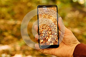 Autumn foliage smartphone golden leaves background