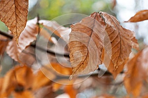 Autumn Foliage Soft Focused Bokeh Background