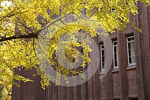 Autumn-foliage special feature, large yellow gold Ginkgo biloba tree leaves in The University of Tokyo in japan