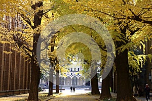 Autumn-foliage special feature, large yellow gold Ginkgo biloba tree leaves in The University of Tokyo in japan