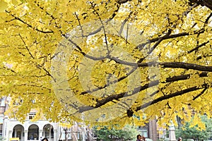 Autumn-foliage special feature, large yellow gold Ginkgo biloba tree leaves in The University of Tokyo in japan