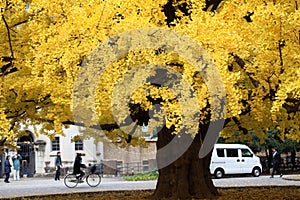 Autumn-foliage special feature, large yellow gold Ginkgo biloba tree leaves in The University of Tokyo in japan