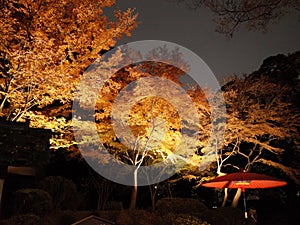 Autumn-foliage special feature, maples in japan