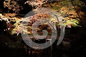 Autumn-foliage special feature, night maples with bridge in Rikugien in japan