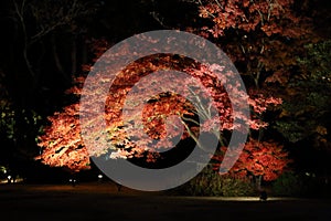 Autumn-foliage special feature, night red maples in Rikugien park in japan