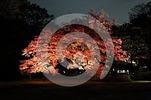 Autumn-foliage special feature, night red maples in Rikugien park in japan