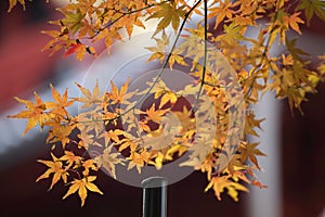 Autumn-foliage special feature, red leaf maples in Ueno Park in japan