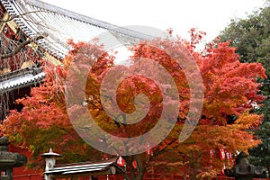 Autumn-foliage special feature, red leaf maples in Ueno Park in japan