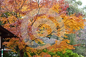 Autumn-foliage special feature, red leaf maples in Ueno Park in japan