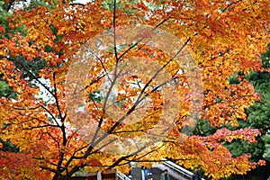 Autumn-foliage special feature, red maples in a park in japan