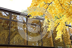 Autumn-foliage special feature, yellow gold Ginkgo biloba tree leaves in The University of Tokyo in japan