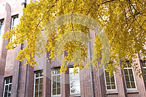 Autumn-foliage special feature, yellow gold Ginkgo biloba tree leaves in The University of Tokyo in japan