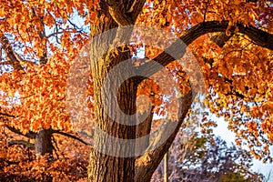 Autumn foliage and squirrel