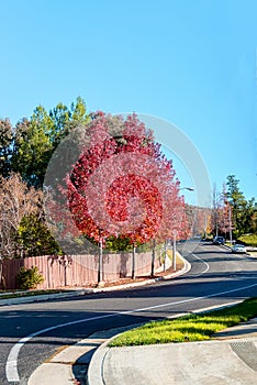 Autumn foliage and a suburban California road.