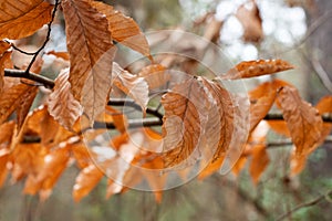 Autumn Foliage Sunlit in the Forest