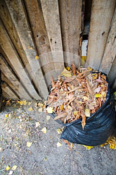 Autumn foliage in the trash bag. Garbage bags with yellow leaves in autumn