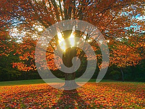 A autumn foliage tree