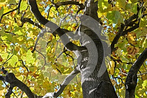 Autumn Foliage tree in Tokyo