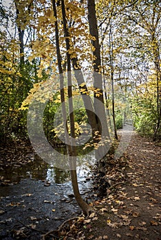 Autumn folliage  on a ravine trail in Ontario