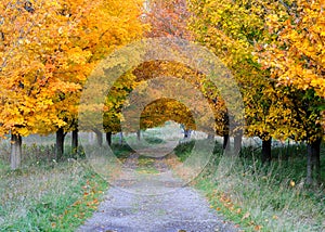 Autumn Footpath