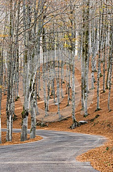 Autumn in Forca D`Acero, Abruzzo National Park, Italy