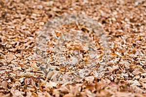 Autumn in Forca D`Acero, Abruzzo National Park, Italy