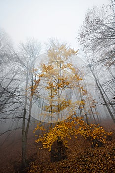 Autumn in the forest