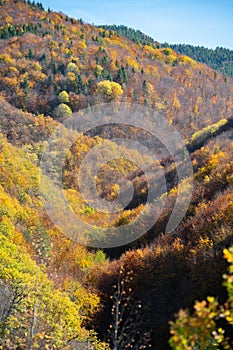 Autumn in the forest