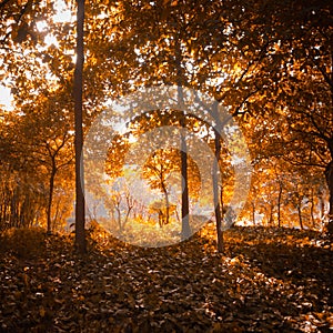 Autumn forest