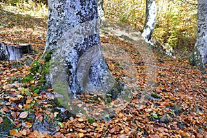 Autumn in the forest