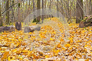 Autumn forest