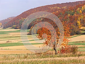 Autumn forest