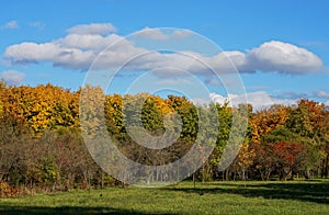 autumn forest