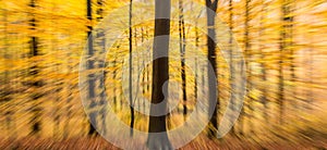 Autumn forest abstract blur motion wood landscape