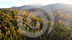 Autumn forest aerial colorful trees drone mountains