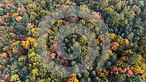 Autumn forest aerial drone top view