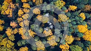 Autumn forest aerial drone view