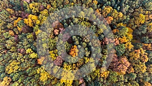 Autumn forest aerial drone view