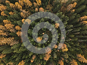 Autumn forest aerial top down view from above, fall season background.