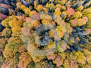 Autumn Forest Aerial View