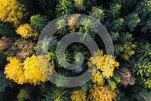 Autumn forest aerial view. Colorful trees from above. Fall scene. Yellow tree in green pine forest. Vivid autumn landscape