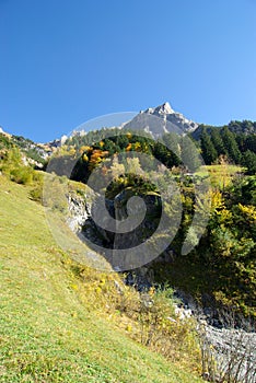 Autumn forest and alps