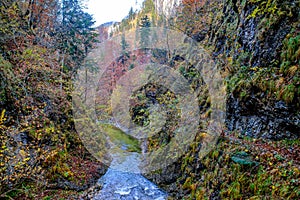 Autumn forest in the austrian national park kalkalpen